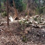 Save Kisisita Forest, Buikwe District