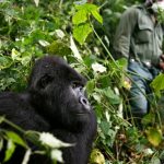 Gorilla tracking and tracking