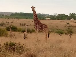 Detailed Murchison National Park Article