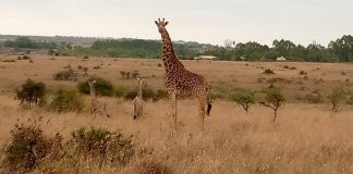 Detailed Murchison National Park Article