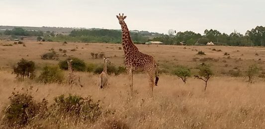 Detailed Murchison National Park Article