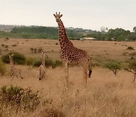 Detailed Murchison National Park Article