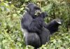 Bwindi Gorilla Birth Boosts Gorilla Population Gorilla safari