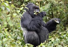 Luxury Uganda Safari: Bwindi & WildWaters Lodge Holiday Gorilla safari