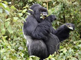 Luxury Uganda Safari: Bwindi & WildWaters Lodge Holiday Gorilla safari