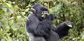 Luxury Uganda Safari: Bwindi & WildWaters Lodge Holiday Gorilla safari
