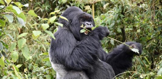 Gorilla Tours in Rwanda and Uganda – Africa Gorilla safari