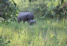 Best Time to Visit Uganda Rhino tracking Ziwa