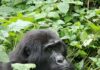 Bwindi Welcomes a New Baby Gorilla Birth