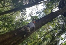 Mabira Forest Ziplining Ziplining at Mabira forest reserve