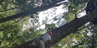 Mabira Forest Ziplining Ziplining at Mabira forest reserve