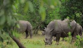 Rhino Translocation from Ziwa to Ajai: Restoring Uganda’s Lost Giants and Rebuilding a Conservation Legacy