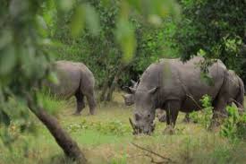 Rhino Translocation from Ziwa to Ajai: Restoring Uganda’s Lost Giants and Rebuilding a Conservation Legacy