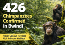 Landmark Census Confirms 426 Chimpanzees in Uganda’s Bwindi Impenetrable National Park